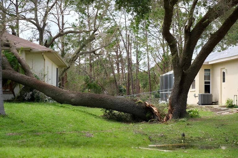 Emergency Tree Removal